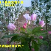 海棠苗木