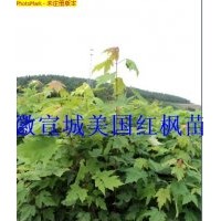 美國紅楓