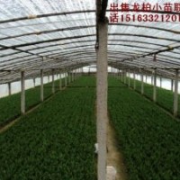 出售龍柏