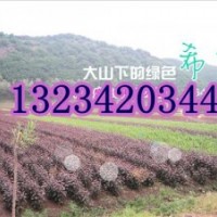 王族海棠苗