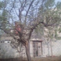 供應(yīng)香花槐，牡丹木槿