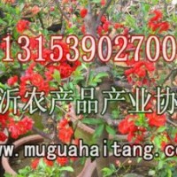 木瓜海棠樹苗開始預訂