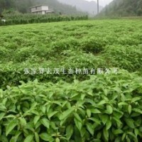 香樟樹小苗，一年生香樟苗