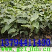 紅桂木苗,胭脂木苗,將軍樹(shù)苗,千年桐苗,紅錐苗,香樟苗,海棗苗