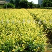 國槐、櫻花、廣玉蘭、紅瑞木、法桐、紅王子錦帶
