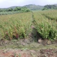 雞爪槭小苗、批發(fā)小葉雞爪槭小苗、雞爪槭價格