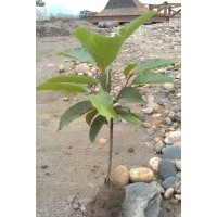 黃葛樹小苗