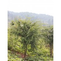 南方紅豆杉大樹