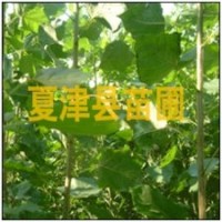 供應(yīng)楊樹苗 107楊樹苗