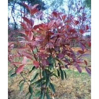 出售紅葉石楠、中華蚊母，紫薇，紅葉紫荊