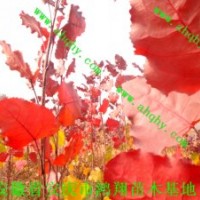 江西南昌九江景德鎮(zhèn)全紅楊美國(guó)竹柳紫薇桂花欒樹小苗