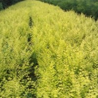 定州農(nóng)戶苗木金葉榆,西府海棠,紅寶石