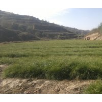 兩年生容器袋油松數(shù)量60萬株，裸根兩年生油松數(shù)量50萬出售