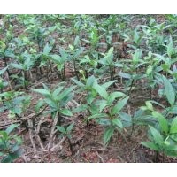 供竹柏桂花羅漢松紅豆杉杜英香樟楓香木荷榿木濕地松杉木小苗