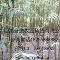 大量供應(yīng)水利工程，市政工程，園林綠化竹柳，工程苗，選擇竹柳，