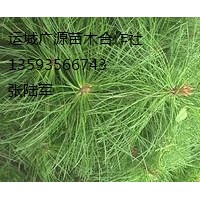 華山松小苗出售、2年生華山松小苗大量供應(yīng)