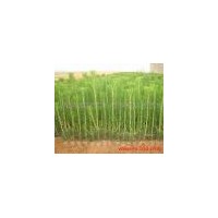 供應(yīng)山西油松苗 山西油松苗木
