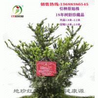 大量銷(xiāo)售曼地亞紅豆杉大小苗，枝條等