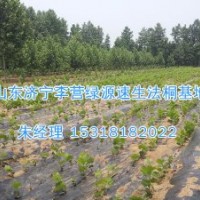 山東法桐聯(lián)系電話|造型法桐基地-濟(jì)寧綠源苗圃H