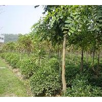 山東聊城綠源苗木繁育基地/山東聊城苗木產(chǎn)地價格白蠟,苗木,國槐