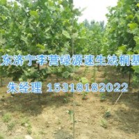 法桐什么時間扦插|秦皇島法桐-濟寧綠源苗圃