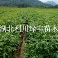 供應川黃柏樹小苗 云南貴州四川種植黃柏樹苗 貴州黃柏苗四川黃柏