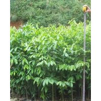 供應(yīng)土沉香小袋苗，高20-30，量大優(yōu)惠。