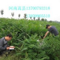 供應(yīng)臭椿苗、側(cè)柏苗、苦楝苗等林業(yè)苗木