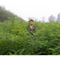 國槐苗出售 賣國槐苗、國槐苗價格、國槐苗