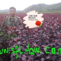 出售王族海棠，紅肉海棠，123果苗，k9苗，矮化寒富，密枝紅葉李