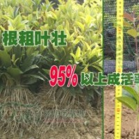 自種桂花小苗供應(yīng)市場(chǎng)