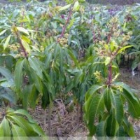 遼北大洋苗圃長呢供應(yīng)密枝紅葉李苗。密枝紅葉李苗