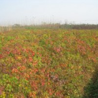 肥西康富苗圃供應(yīng) 三角楓 烏桕 紫葉李 木瓜 樸樹(shù)