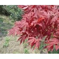 美國紅楓、日本紅楓、五角楓、三角楓、青楓、