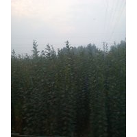 西府海棠、西府海棠樹(shù)苗