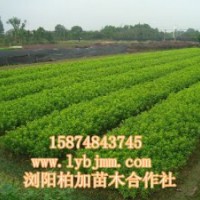 瀏陽杜鵑精品綠化小苗、杜鵑批發(fā)直銷全國