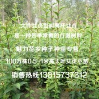江蘇最專業(yè)的大葉女貞苗批發(fā)商50厘米高4毛錢1株