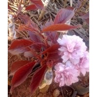 紅葉櫻花