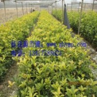 批發(fā)10-30CM金桂、銀桂、八月桂   300珠包郵