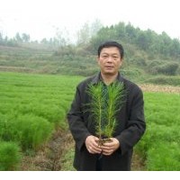 出售濕地松容器苗、濕地松裸根苗在湖北隨州