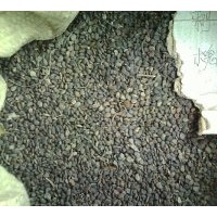 供應(yīng)紫薇種子、合歡種子、銀杏種子、香椿種子、紅葉李種子、國槐