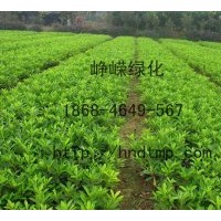 供應(yīng)H30-60杜鵑小苗80萬?。?/></a>
<div><a href=