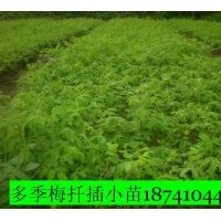 供應(yīng)多季梅小苗