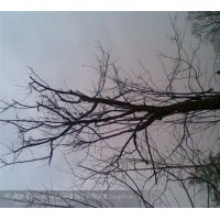 供應(yīng)10-40公分木瓜大樹(shù) 銀杏小苗
