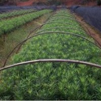 供應紅豆杉 竹柏 羅漢松 木荷 江南榿木 濕地松 香樟 杜英