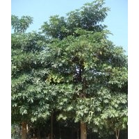 供應(yīng)盤架子苗 盆架子苗 盆架子樹