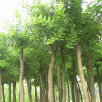 大量供應(yīng)3-5公分的國槐
