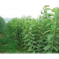 當年嫁接櫻花火爆預定中