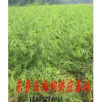 供應(yīng) 垂柳苗 各種規(guī)格