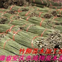 主要品種： 中華全紅楊 速生樹之王美國竹柳 美國竹柳3號 竹柳5號